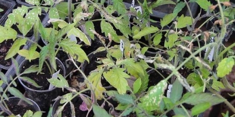 Smrznute sadnice paradajza šta raditi